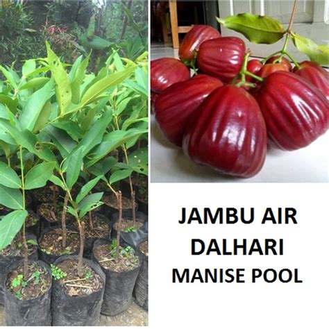 Jual Bibit Jambu Air Dalhari Tanaman Jambu Pohon Jambu Dalhari