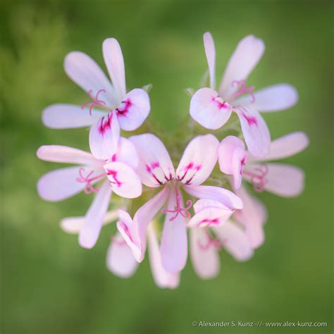 Pelargonium graveolens flowers – Alexander S. Kunz Photography