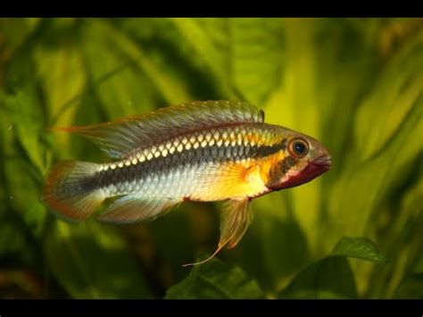 Apistogramma Sp Abacaxis Wilhelmi Youtube