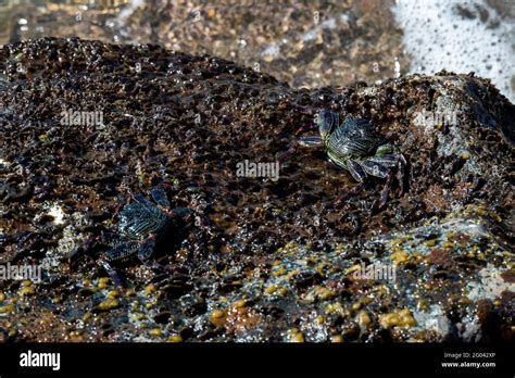 Maui Hawaii Thin Shelled Rock Crabs Grapsus Tenuicrustatus Also