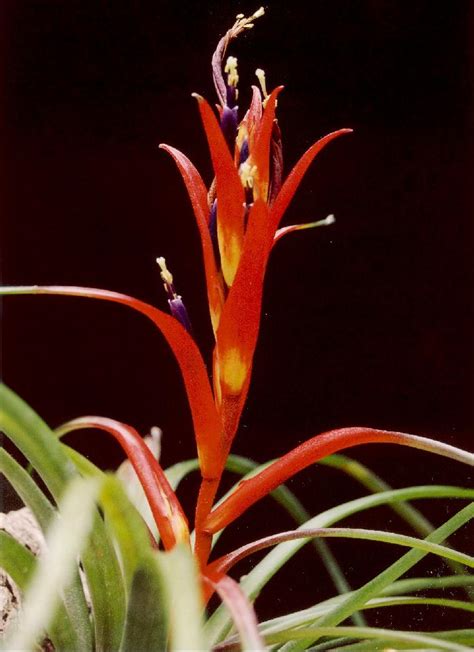 Bromeliads In Australia Tillandsia Foliosa