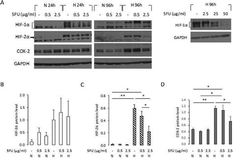 A Protein Levels Of Hif Hif And Cox In Mda Mb Wt Cells