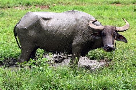 carabao water buffalo national animal tribal tattoos philippines