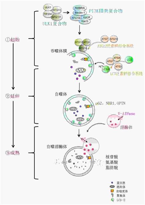 细胞自噬调控在肿瘤中作用的研究进展