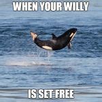 Baby orca Meme Generator - Imgflip