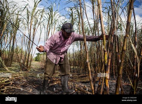 Ein Zuckerrohr Bauer Erntet Zuckerrohr Auf Einer Plantage In Belize