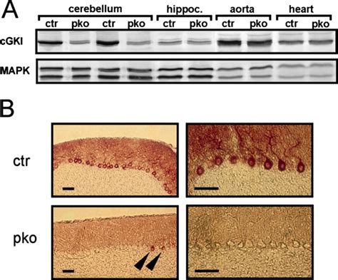 Conditional Ablation Of CGKI In Cerebellar PCs A Western Blot