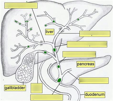 Biliary Tree Diagram Quizlet