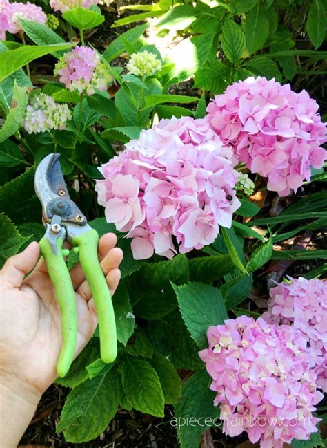 Propagate Hydrangea Cuttings 99 Success Rate A Piece Of Rainbow