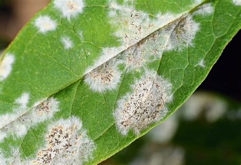 How To Identify Prevent And Treat Powdery Mildew On Plants