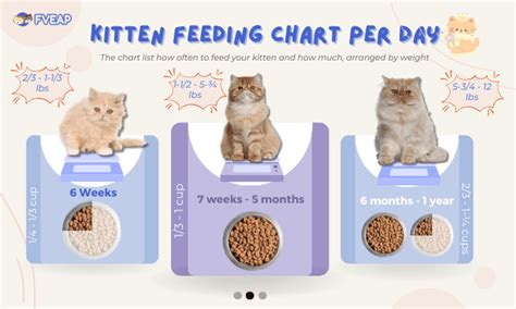 How Much To Feed A 3 Month Old Kitten Choose The Right Diet