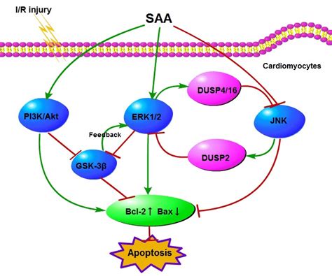 SAA Pretreatment Increases Akt ERK1 2 And Bcl 2 Expression And