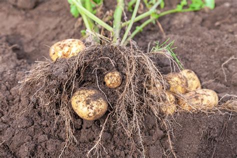 Easy Steps Grow Organic Potatoes Harvest To Table