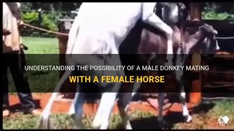 Understanding The Possibility Of A Male Donkey Mating With A Female