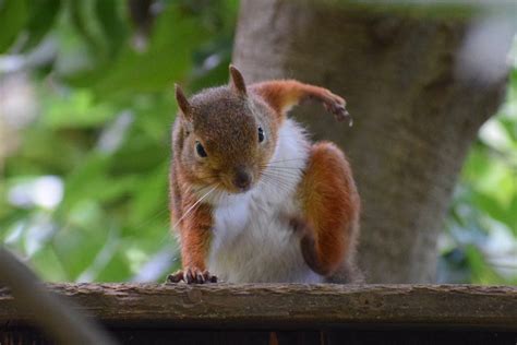 PsBattle: Squirrel superhero landing : r/photoshopbattles