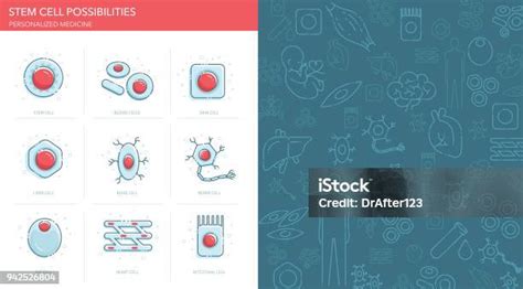줄기 세포 가능성 아이콘 세트 줄기세포에 대한 스톡 벡터 아트 및 기타 이미지 줄기세포 인간의 세포 면역체계 Istock