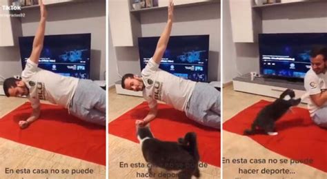 TikTok viral Conoce al gato que se molesta cada vez que su dueño hace