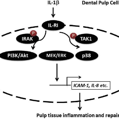 Effect Of Irak14 Inhibitor Iraki On Il 1b Induced Icam 1 And Il 8 Download Scientific