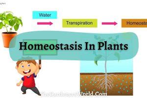 Maintaining A Balance: How Homeostasis In Plants Keep Them Healthy ...