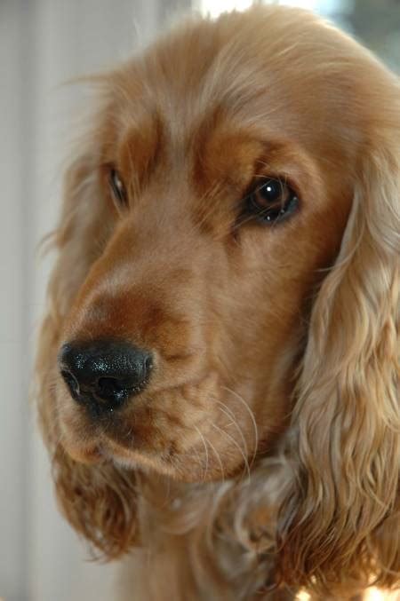 Golden Cocker Spaniels Are My Favourite Whats Yours