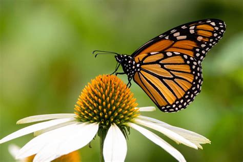 12 Types Of Butterflies In New York With Pictures Wildlife Informer