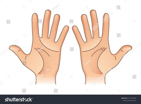 Human Body Parts Male Female Hands Stock Vector Royalty Free