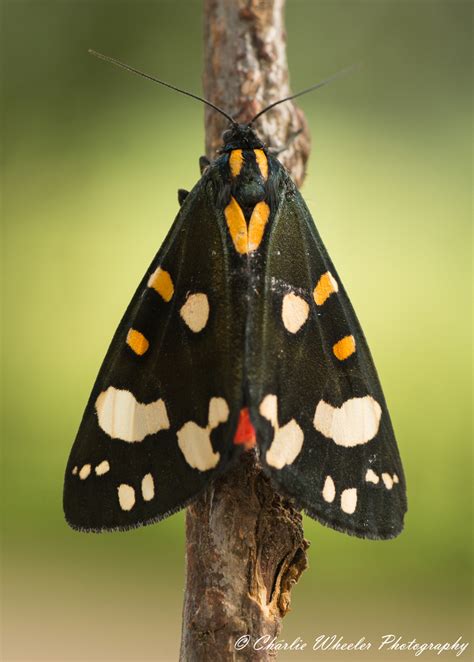 Scarlet Tiger Moth Fleet And Chesil Reserve