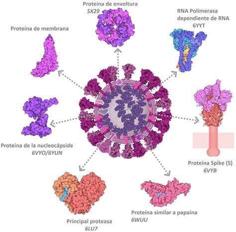 De La Mioglobina Al Sars Cov 2 ¡50 Años Del Protein Data Bank