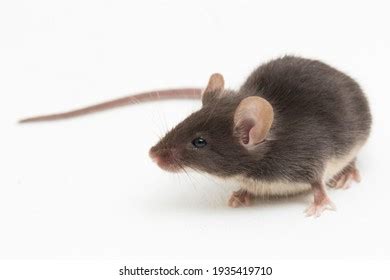 Black Common House Mouse Isolated On Stock Photo Shutterstock