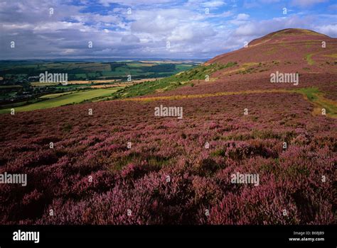 Eildon Hills In Summer Heather Near Melrose Scottish Borders