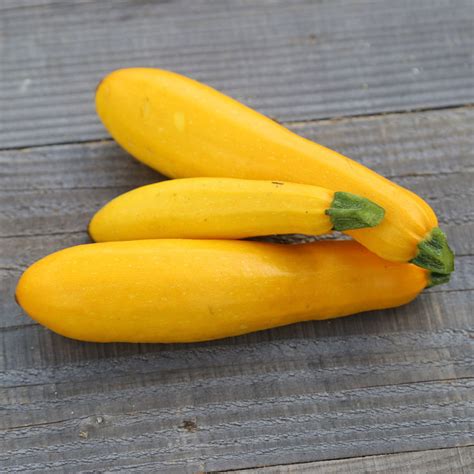 Plant Courgette Jaune Gold Rush U Le Jardin Des Planchelles