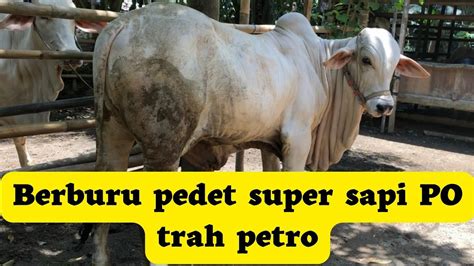 Berburu Pedet Super Sapi PO Kebumen Anakan Petro Sudah Ditawar 30Juta