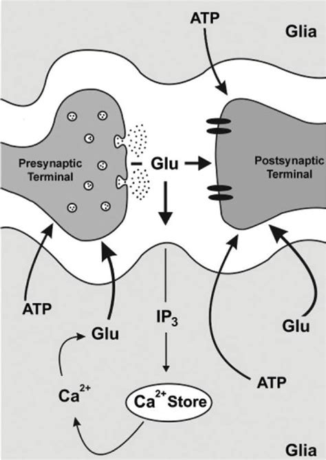 Tripartite synapse. | Download Scientific Diagram