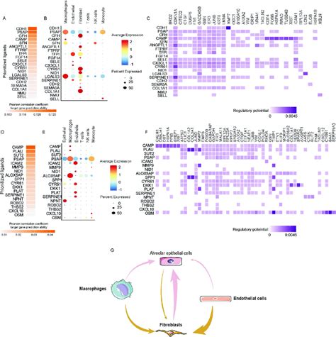 Single Cell Transcriptional Analysis Reveals The Cell Cell Crosstalk