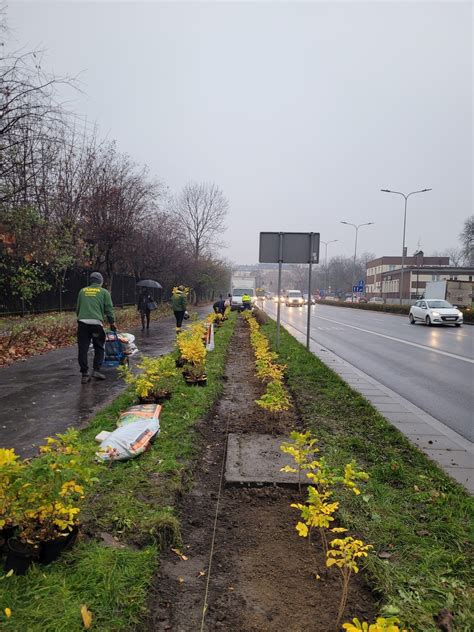 Nasadzenia Drzew I Krzew W Na Alejach Trzech Wieszcz W W Krakowie Ma