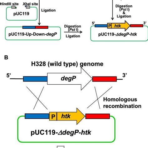 Plasmid Constructions A And Homologous Recombination B Of M Ruber