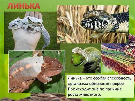 классификация ПРОИСХОЖДЕНИЕ Первыми пресмыкающимися были котилозавры ...