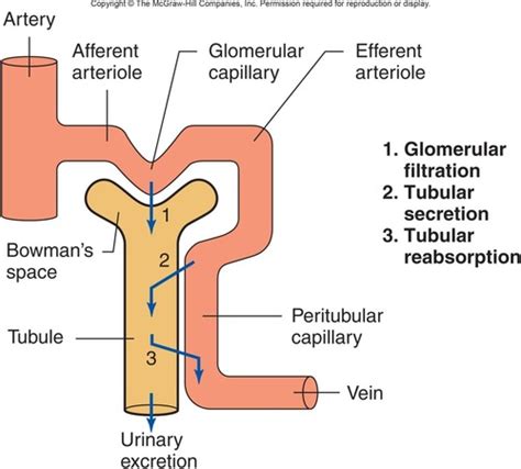 Renal System Part Flashcards Quizlet