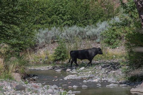 Kill Order For New Mexico Feral Cows Issued By Us Officials Sent Trib