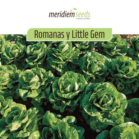 Catálogo De Romanas Y Little Gem 2024 By Meridiem Seeds Issuu