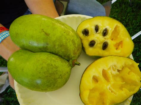 You Can Eat Paw Paw Fruit