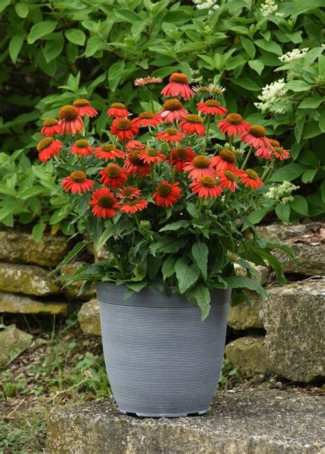 Coneflower Echinacea Artisan™ Red Ombre From Growing Colors