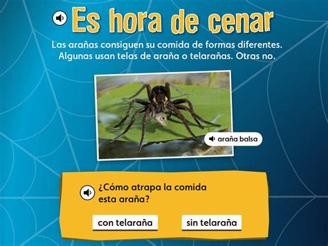 Spiders At Work Scout Noviembre Diciembre