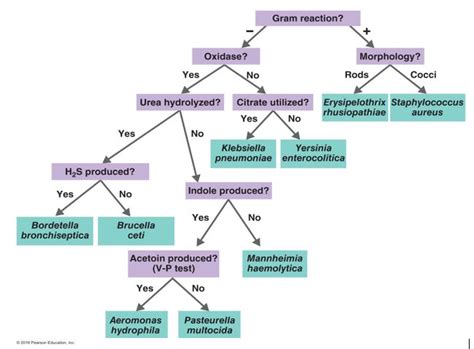 Solved Assume You Isolated A Gram Negative Rod That