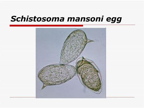 Schistosoma Mansoni Labeled