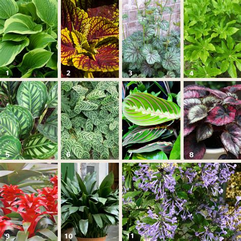 Shade plants for small gardens | Flower Power