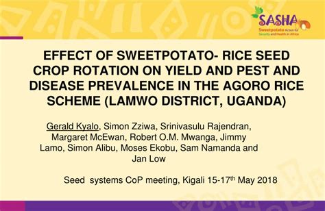 Pdf Effect Of Sweetpotato Rice Seed Crop Rotation On Yield And Pest