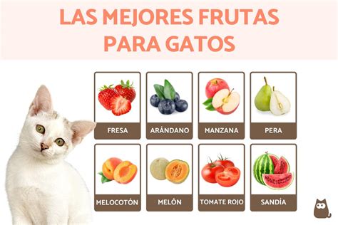 Frutas Y Verduras Recomendadas Para Gatos Lista Completa