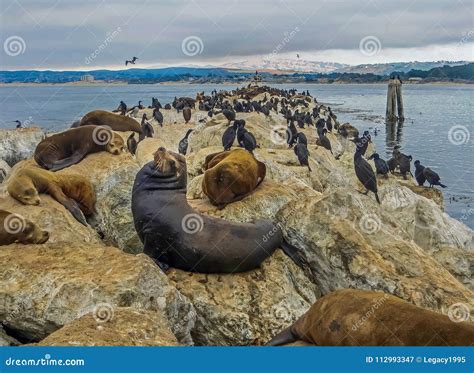 Monterey Bay, CA USA - Fisherman`s Wharf Sea Lions Stock Image - Image of wharf, highway: 112993347