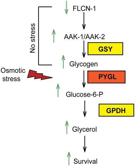 Graphical Representation Of Flcn Ampk Hyperosmotic Stress Resistance